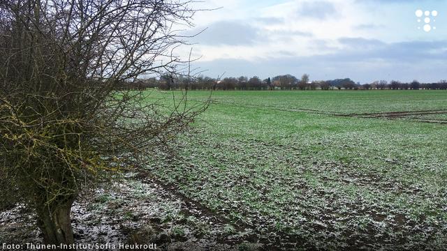 Ein winterliches Feld mit einer Hecke im Vordergrund. Die Hecke ragt weit ins Bild hinein, während der Boden teilweise mit Schnee bedeckt ist. Rechts neben der Hecke erstreckt sich eine große Ackerfläche, auf der junge grüne Pflanzen sichtbar sind. In der unteren linken Ecke steht der Bildnachweis: „Foto: Thünen-Institut/Sofia Heukrodt“.