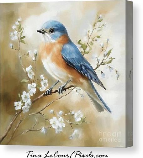 This is a canvas of a sweet eastern bluebird perched on a branch with tiny white blossom flowers.