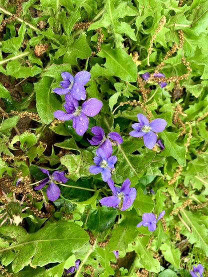 Several purple violet flowers look like they are peaking out of vivid green dandelion leaves. Dues on the petals are also visible.