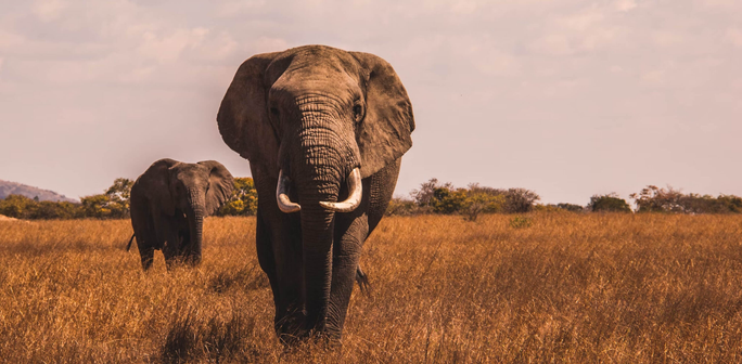 #News: 🐾# Animals aren't just living beings they’re architects of our planet! Fascinating #study reveals their massive role in shaping Earth’s landscapes. Protect them = Protect our world. #Ecosystem #Engineers #Wildlife #BoycottPalmOil #Boycott4Wildlife
 https://cosmosmagazine.com/earth/earth-sciences/architects-of-the-earth-how-animals-help-build-our-world/?utm_source=mastodon&utm_medium=Palm+Oil+Detectives&utm_campaign=publer