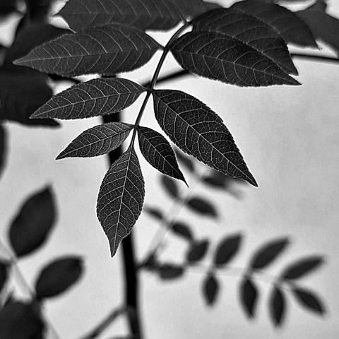 Pointed leaves of the common ash