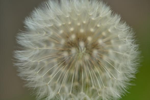 a picture of a dandelion but focused so that you can see the see of the dandelion while still attached to the plant