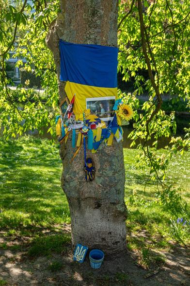 In the middle of the photo the trunk of a thick tree. The flag of Ukraine is wrapped around the tree and underneath it is attached a photo of Navalny and a lot of blue yellow rosettes. In a hollow of the tree is pressed a small yellow blue knitted doll. In the background hanging branches with green leaves of the tree and at the bottom green grass.