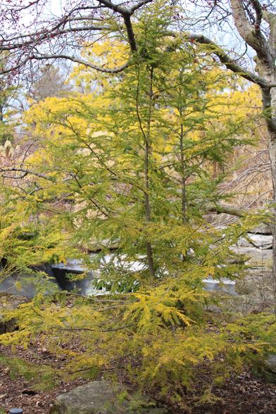 Yellow green conifer with thin enough foliage that the view beyond it is clear enough that anyone walking the path in the background would be noted.