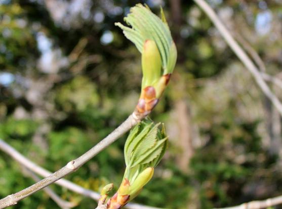 Buds on tree branches beginning to unfurl green leaves still bunched together against a blurred background of neighboring trees.