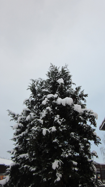 Fotografía en color de un árbol nevado