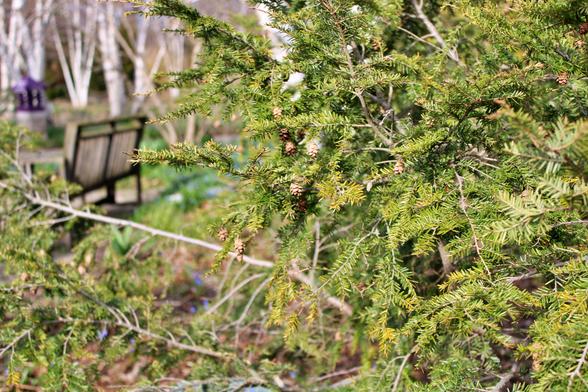 Partial view of a conifer with small pinecones against a blurred background of the back of a bench and white barked birch trees beyond.