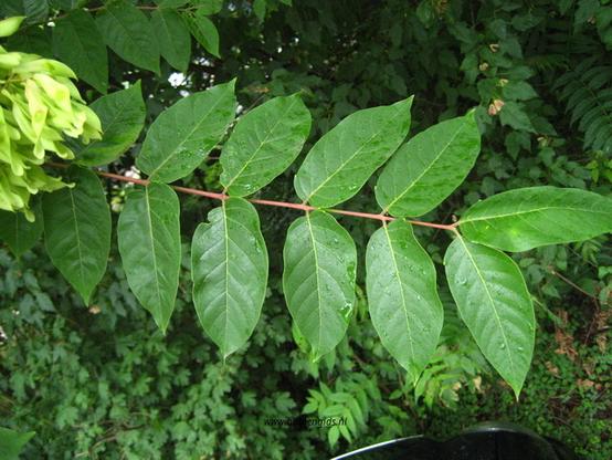 blad-leaf-blatt-feuille-hoja