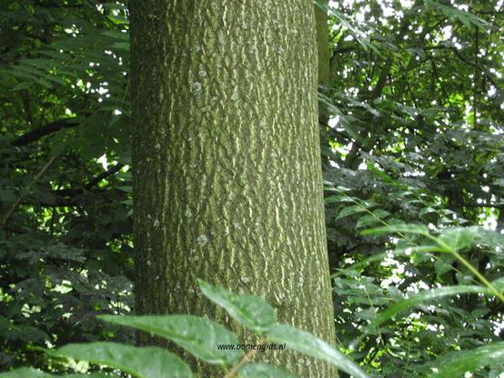 bast-bark-rinde-ecorse-corteza