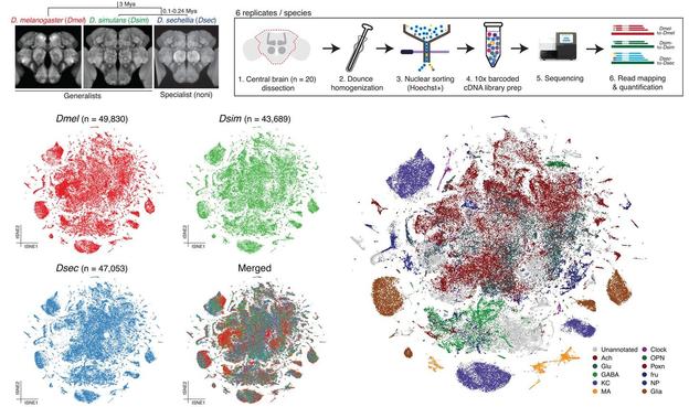 Single-nucleus transcriptomic atlases of D. melanogaster, D. simulans, and D. sechellia central brains. Top left: phylogeny of the drosophilid species studied in this work, and images of reference central brains for these species (all female). Top right: Workflow of the single-nucleus RNA-sequencing of drosophilid central brains. Bottom left: tSNE plots of D. melanogaster (red), D. simulans (green) and D. sechellia (blue) central brain cells from an integrated dataset after RPCA integration. In the bottom right plot, all cells from the three species are merged. Bottom right: tSNE plot of the integrated and annotated datasets. Cells are colored by the 11 annotation groups. Unannotated cells are colored gray.