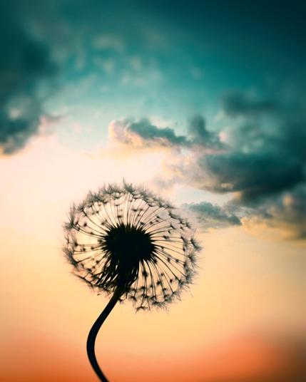 dandelion sunset