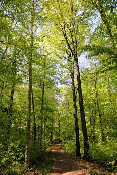 Canon 6d
EF24-105mm f/4L IS USM

#Canon6d
#Photography
#Nature
#Landscape
#Tree
#Forrest