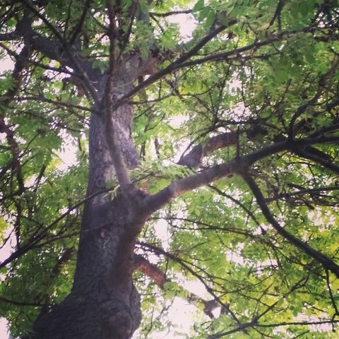 Picture of a tree from the side grey-brown branches light green leaves and white light shining through the leaves.