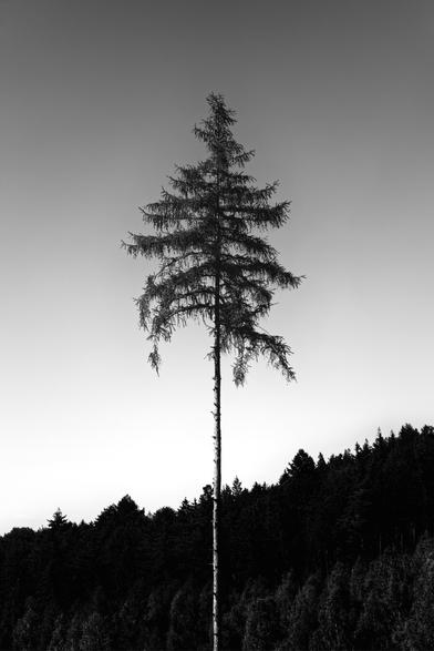 Black and white. Portrait format. In the middle of the forest on a hill. The main motif is a very tall conifer that towers above everything else. The background consists of dense tree growth a few hundred meters away and the cloudless clear sky.