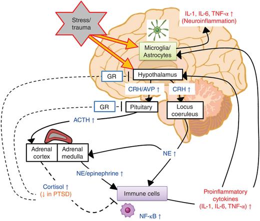 Mechanisms of increased inflammation in post-traumatic stress disorder (PTSD). Stress-induced interaction between the immune system, hypothalamic–pituitary–adrenal axis, and sympathetic nervous system is illustrated. ACTH, adrenocorticotropin; AVP, arginine vasopressin; CRH, corticotropin-releasing hormone; GR, glucocorticoid receptor; NE, norepinephrine; NF-κB, nuclear factor-κB; IL, interleukin; TNF-α, tumor necrosis factor α.
