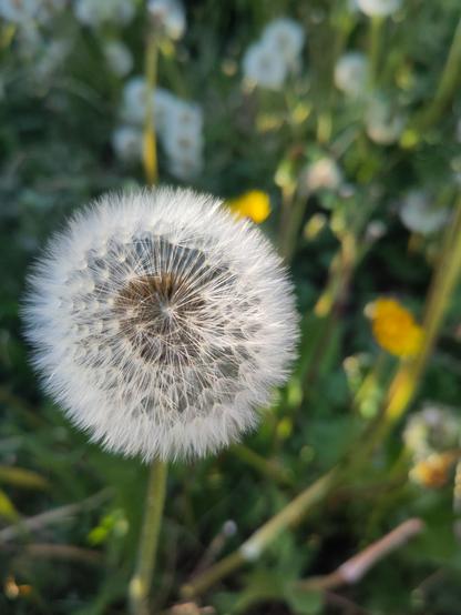 Verblühter Löwenzahn in der Nahaufnahme.

Close up of an withered dandelion.