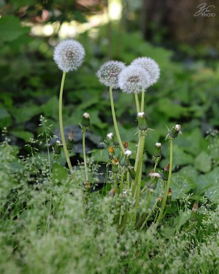 Gone to Seed