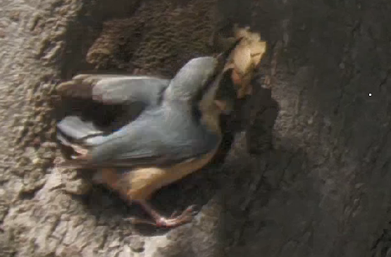 nuthatch leaving nest hole of a fallen off branch in an oak tree in the process of turning up to climb the tree
carrying a brown leaf 
properly to clean the nest
heard sound of young birds