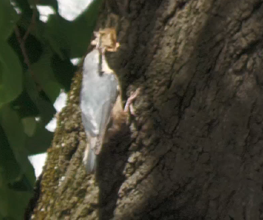 sane setting as before
only a few hopes later
nuthatch is now in the sun, leaf shadows all over the tree