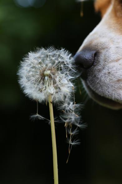Photo of a Beagle nose touching a dandelion with seeds, scattering them.