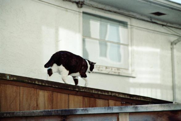 A cat walks away from the camera on a fence. In the background are many back and forth reflections of windows in a window and on the wall of a house. 

Kodak Gold 200
AF Nikkor 85mm f1.8 D 
Nikon F-601