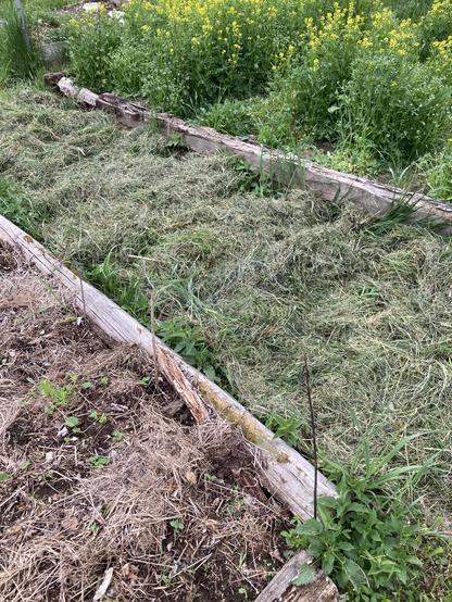Grasschnitt der auf dem Weg zwischen den Beeten liegt.