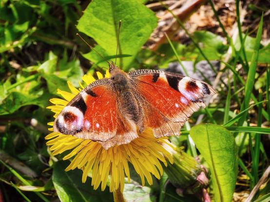 A peacock butterfly with striking orange, black, and blue eyespots on its wings rests on a bright vellow dandelion flower surrounded by green foliage.