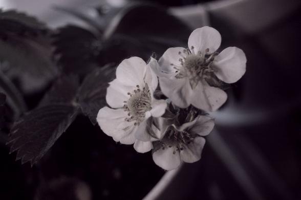 strawberry blossoms
