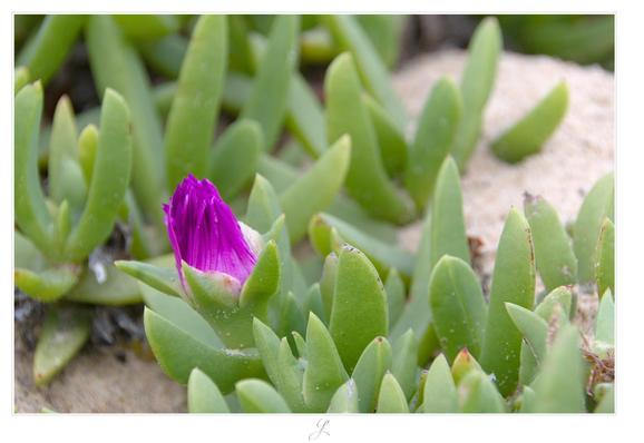 Pink Beauty
Close-up of the closed flower of a pigface or iceplant (carpobrotus glaucescens) with its thick, light green leaves. In the blurred background sand can be seen.

AI disclaimer: Using my work, its meta data, written or derived description to create media with or train AI based systems is prohibited.