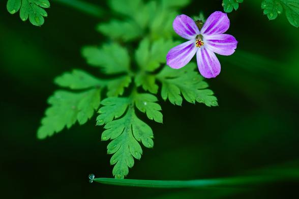 A macro photograph of a tiny purple flower and it's related small, spiny leaves. The flower lives in the top right of the frame, hovering over the detail of the leaf. A single blade of grass runs horizontally across the bottom of the frame, and it is tipped with a tiny dewdrop.