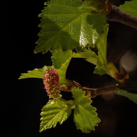A closeup picture of the tree birch