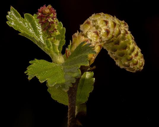 A closeup picture of the tree birch showing both female and male catkins