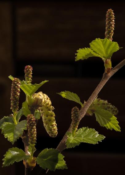 A closeup picture of the tree birch showing 5 female and two male catkins