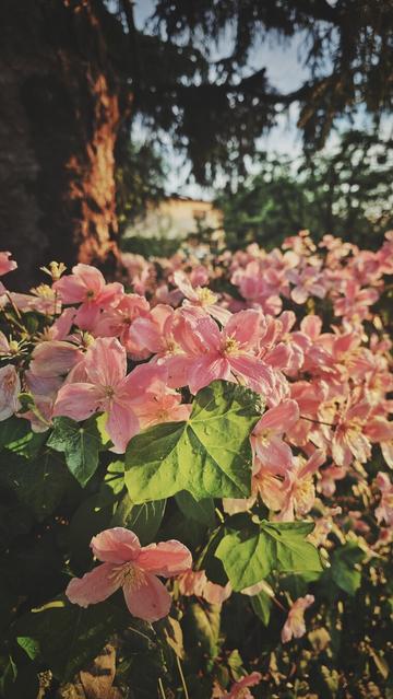 The portrait-orientated image shows a close-up of numerous pink flowers of Anemone clematis, with four petals each. The flowers are clustered together, and some green leaves are visible among them. The background is blurred, showing darker shapes of the trees and a hint of a brighter area of the sky. The lighting suggests the sun is low, casting a warm glow on the flowers and creating some shadows.
