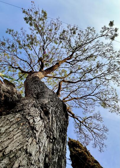 Low angle shot of a jacaranda tree against the morning sky