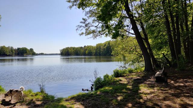 Am Ufer eines Sees. Man sieht rechts eine Bank, links ein Hund, der am Ufer schnüffelt. Man kann die beiden Ufer links und rechts erkennen, auch den Wald dort. Die Sonne scheint.