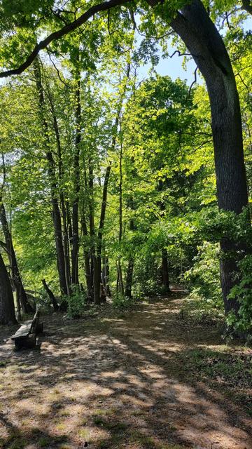 Der Waldweg, gesäumt von Bäumen in frischem Grün, der am See entlang führt.