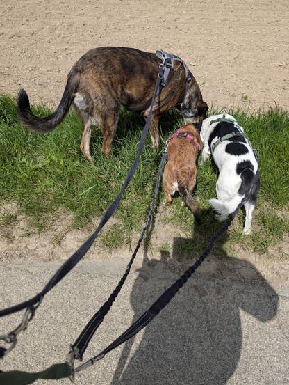 Drei Hunde stehen im Gras am Wegesrand und schnuppern Nase an Nase