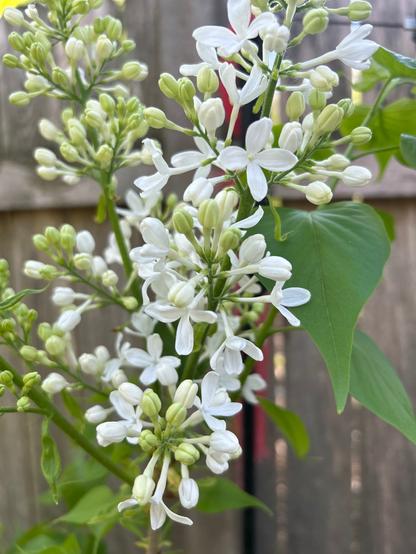 A cluster of small white flowers and still closed buds. There are also green leaves and a brown fence behind it.