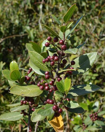 A photo of a buckthorn branch with berries on it.