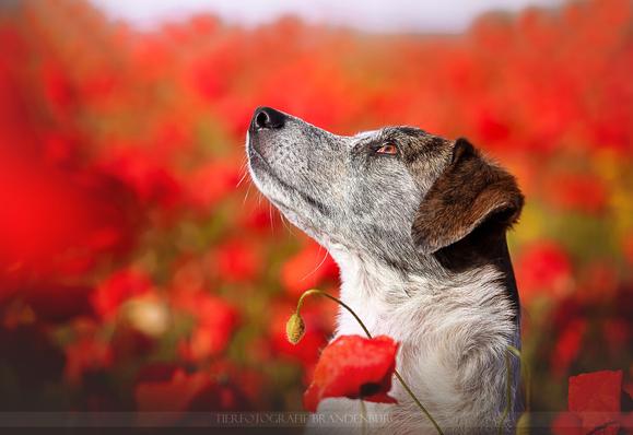 Ein braun-weißer Hund, der in einem Mohnblumen-Feld sitzt und nach oben schaut. Man sieht den Hund seitlich bis etwa zu den Schultern.