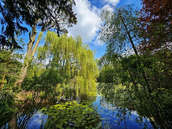 A wide shot of a serene lake with lily pads, reflecting a weeping willow tree and a blue sky with fluffy white clouds. Other trees with green and reddish leaves surround the lake.