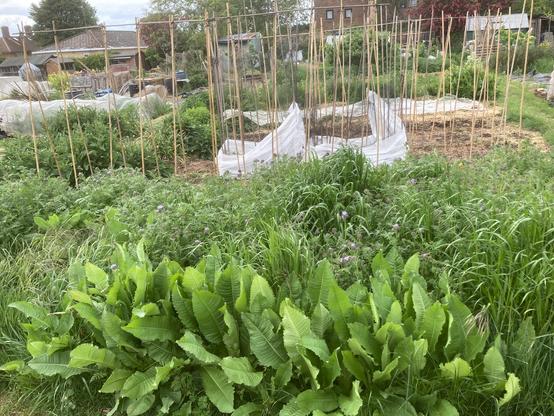 Front on view of an allotment with large leaves of teasel in front of a phacelia bed. There are lots of bamboo canes in place for climbing beans. Some canes have been planted up with Carlin peas and have protective fleece around them to help protect against frost. Lots of foliage from various pollinator friendly plants throughout the plot like daisies, comfrey, white clover, red clover, yarrow, chamomile and nettle.