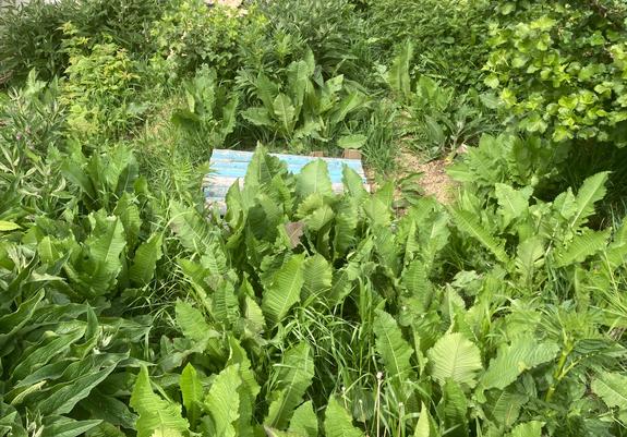 A faded blue lid of a worm box is completely surrounded by the greenery of teasels, jostaberry, raspberry, comfrey, nettle, perennial sunflowers, echinacea and valerian.