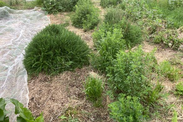 A mixed bed of root and leaf crops is sown under a white enviromesh cover. Mulch covers the soil of the growing beds which have some yarrow bushes and clumps of red clover dotted through them. Some broad beans are growing in the distance with their white and black flowers.