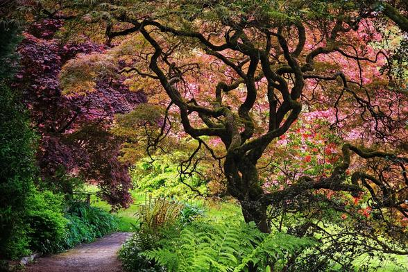 A winding path leads through a lush garden with a large, uniquely shaped tree as the focal point, surrounded by vibrant red and green foliage.