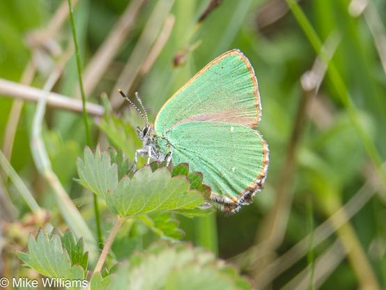 Green Hairstreak - a small green butterfly, in profile, resting on a leaf