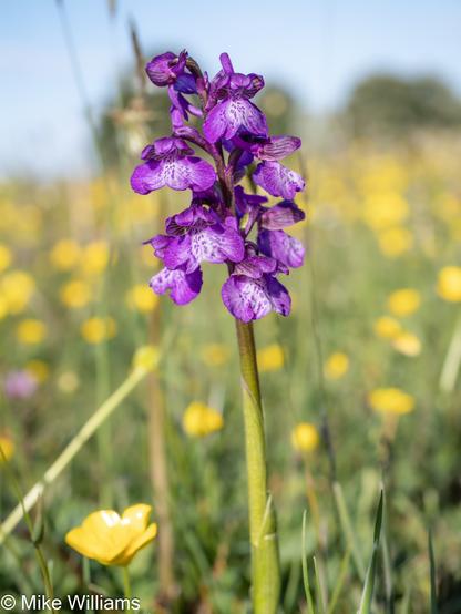 A flower spike with purple flowers in a field of buttercups