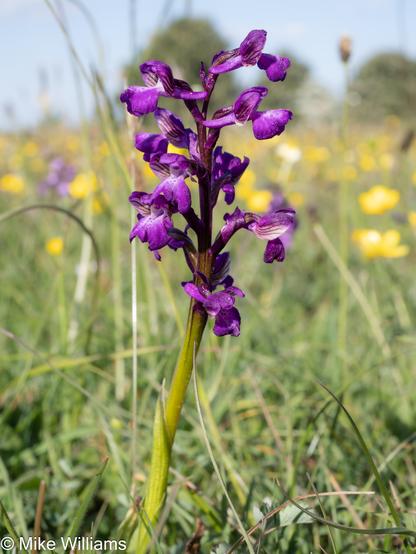 A flower spike with purple flowers in a field of buttercups