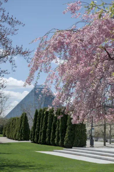 A flowering weeping cherry tree (sakura) in full spring bloom, with cascading branches of delicate pink blossoms dominating the right side of the image. The tree is set against a bright blue sky with scattered white clouds. In the foreground, a row of neatly trimmed conical evergreen shrubs creates a formal hedge alongside a manicured green lawn with stone steps. In the background, part of the modern glass pyramid structure of the Ismaili Center at the Aga Khan Museum in Toronto is visible. The composition captures the contrast between the architectural geometry and the natural flowing beauty of the cherry blossoms during spring.